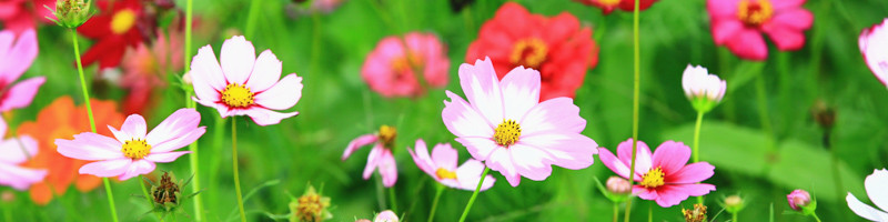 Cosmos Flower, Cosmos Flowers, September Birth Flower, Birth Flowers, Birth Flower, Birth Month Flower